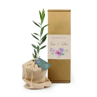 Mini Olivo en caja personalizada para boda