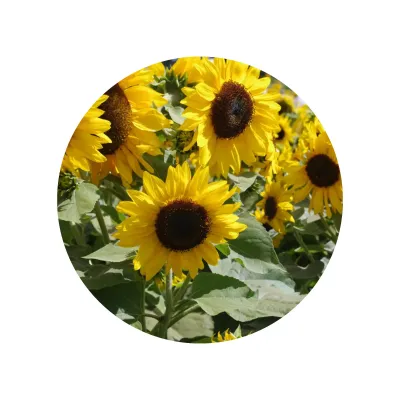 Kit de Cultivo Girasoles en Cajita Decorada y Personalizada para Comunión flores