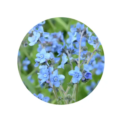 Kit de Cultivo No Me Olvides en Cajita Decorada y Personalizada para Comunión flores