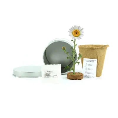 Cultivo de Margaritas en Lata Personalizada para Bautizo contenido Cultivo de Margaritas en Lata Personalizada para Bautizo contenido