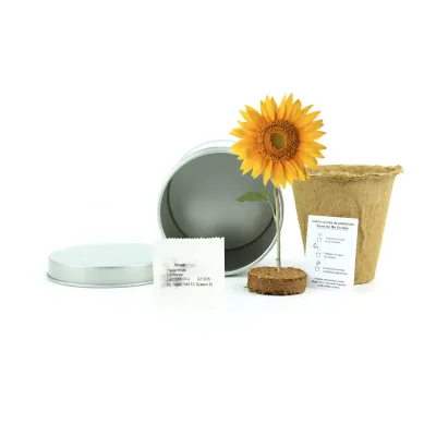 Cultivo de Girasol en Lata Personalizada para Eventos Escolares contenido Cultivo de Girasol en Lata Personalizada para Eventos Escolares contenido