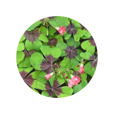 Kit de Cultivo Tréboles en Cajita Decorada y Personalizada para Cumpleaños flor