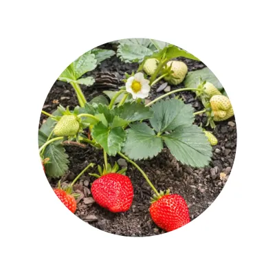 Set de Cultivo de Fresas en Bolsita Kraft Personalizada para Detalles de Comunión planta