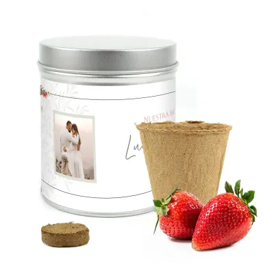 Cultivo de Fresas en Lata Personalizada para Detalle de Boda