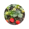 Cultivo de Fresas en Lata Personalizada para Detalle de Boda planta
